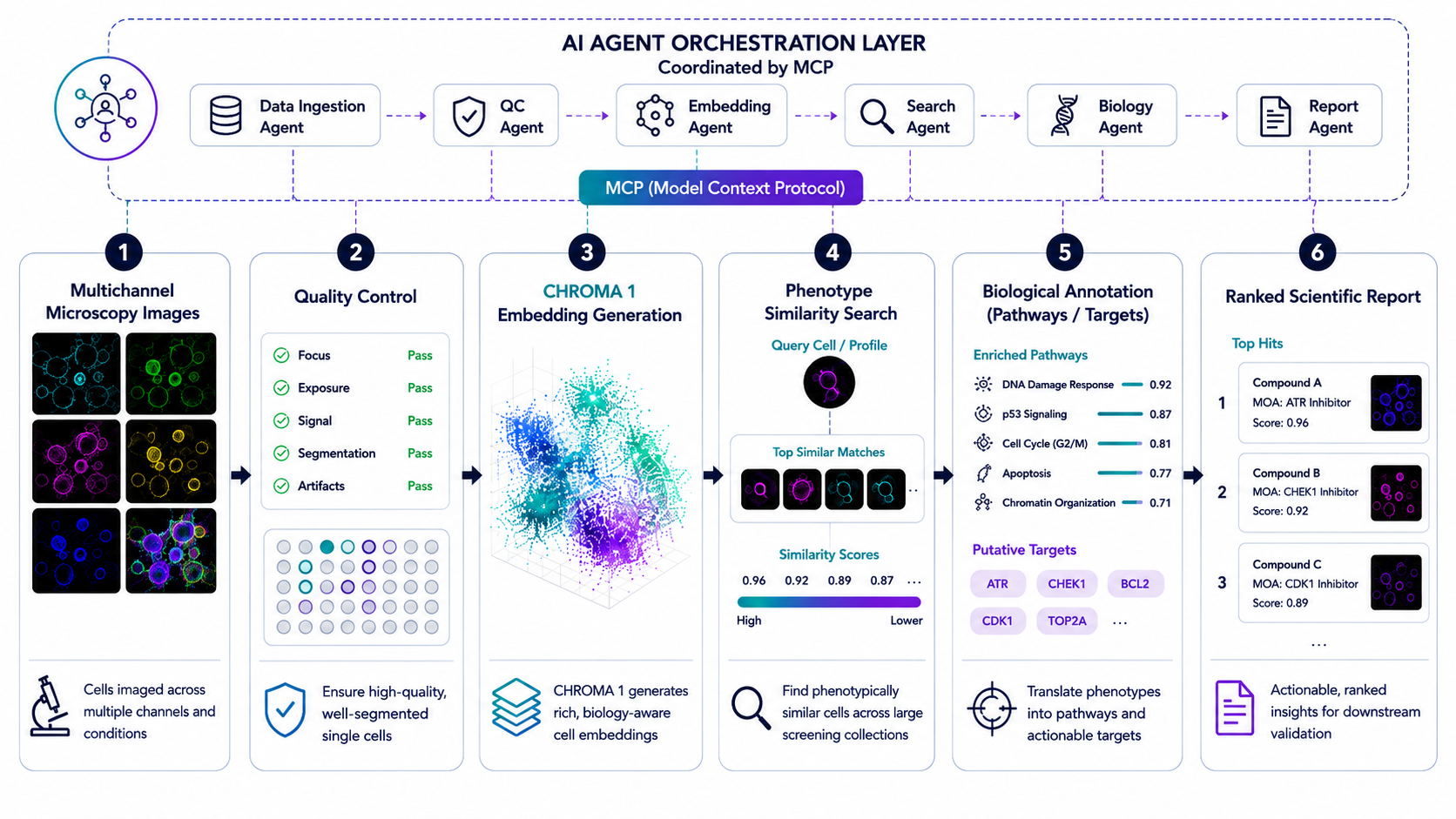 An MCP-coordinated screening workflow moves from image ingestion and quality control through CHROMA 1 embedding generation, phenotype search, biological annotation and ranked reporting.